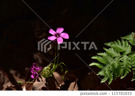 Purple wood sorrel flowers starting to bloom Purple wood sorrel flowers starting to bloom 115781033