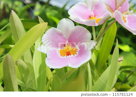 和歌山縣立植物公園綠花中心溫室蘭花 115781124