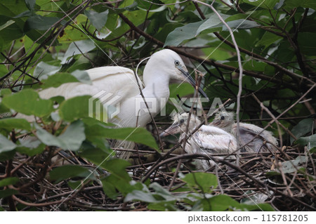 Great Egret with young chicks on nest 115781205
