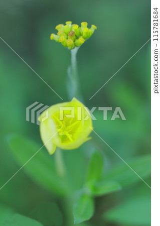 Yellow evening primrose flower Yellow evening primrose flower 115781684
