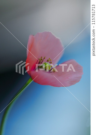 Red Poppy Flower Red Poppy Flower 115781713