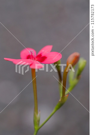 紅色小蒼蘭 aracula 花 115782173