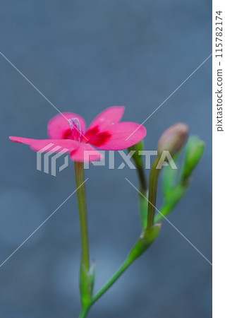 紅色小蒼蘭 aracula 花 115782174