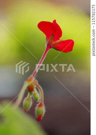 紅色常春藤天竺葵花 115782175