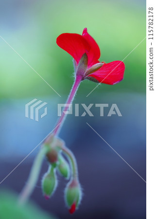 紅色常春藤天竺葵花 紅色常春藤天竺葵花 115782178