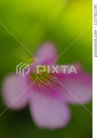 夢幻般的紫色酢漿草 夢幻般的紫色酢漿草 115782195