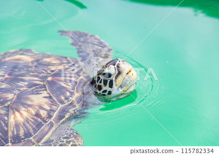 Green Sea Turtle, Chichijima, Ogasawara Islands 115782334