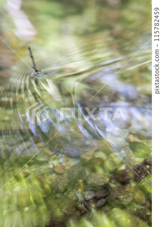 Fresh greenery reflected in the forest stream: Kitanizawa mountain stream 115782459