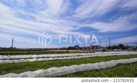 Summer landscape with blue sky and green leaves Summer landscape with blue sky and green leaves 115782633
