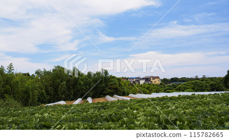 Summer landscape with blue sky and green leaves Summer landscape with blue sky and green leaves 115782665