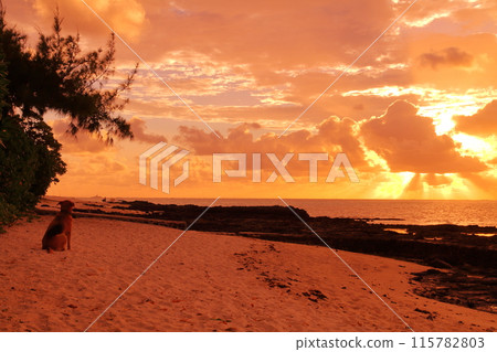 A dog watching the sunrise from the beach at Blue Bay on the southeast coast of Mauritius, an island nation also known as the Lady of the Indian Ocean A dog watching the sunrise from the beach at Blue Bay on the southeast coast of Mauritius, an island nation also known as the Lady of the Indian Ocean 115782803