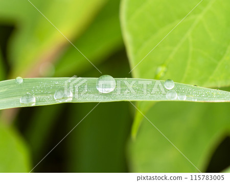 Fresh green leaf with water drops 115783005