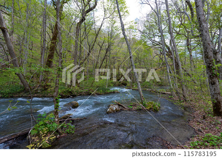 Oirase Stream (Towada City, Aomori Prefecture) Oirase Stream (Towada City, Aomori Prefecture) 115783195