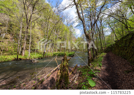 Oirase Stream (Towada City, Aomori Prefecture) Oirase Stream (Towada City, Aomori Prefecture) 115783225