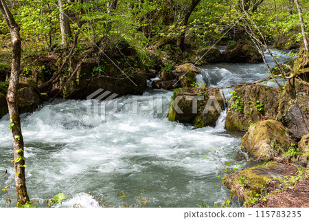 Oirase Stream(青森縣十和田市) Oirase Stream(青森縣十和田市) 115783235
