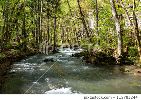 Oirase Stream(青森縣十和田市) Oirase Stream(青森縣十和田市) 115783244
