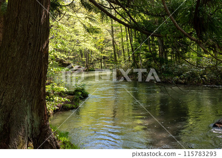 Oirase Stream (Towada City, Aomori Prefecture) 115783293