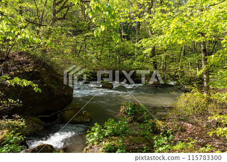 Oirase Stream（青森縣十和田市） 115783300