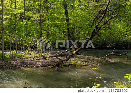 Oirase Stream（青森縣十和田市） 115783302