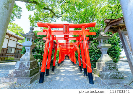 初夏的太郎稻荷大名神，福岡縣柳川市三柱神社 115783341