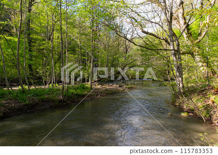 Oirase Stream(青森縣十和田市) Oirase Stream(青森縣十和田市) 115783353