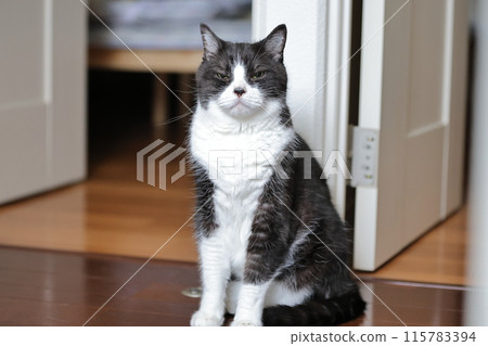Hachi Ware Cat 115783394
