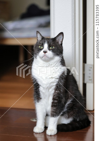 Hachi Ware Cat Hachi Ware Cat 115783395