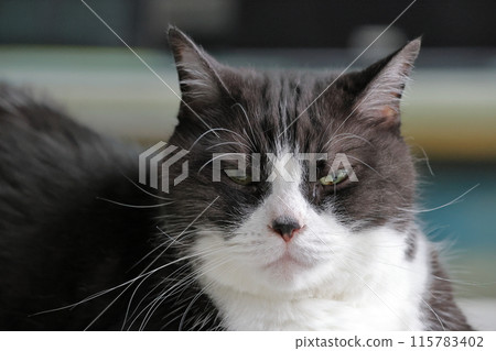 Hachi Ware Cat 115783402