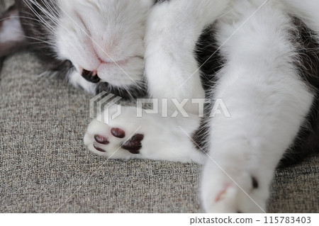 Hachi Ware Cat 115783403