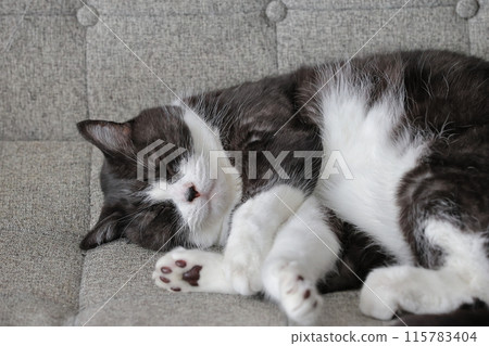 Hachi Ware Cat Hachi Ware Cat 115783404