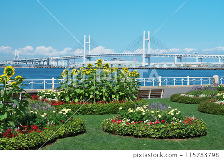 夏季,從橫濱港山下公園的花壇望去,海灣大橋在藍天的背景下熠熠生輝。 夏季,從橫濱港山下公園的花壇望去,海灣大橋在藍天的背景下熠熠生輝。 115783798