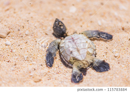 Ogasawara Islands, Chichijima: Remains of a baby green sea turtle 115783884