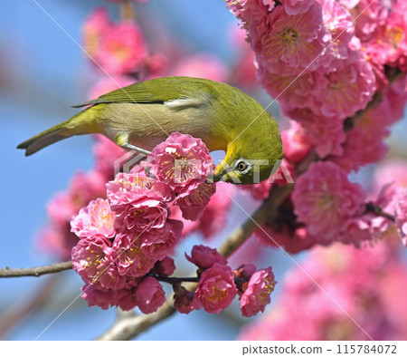 A white-eye eating on a blooming red plum blossom (spring image) (heartwarming image) 115784072