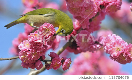 白目與盛開的紅梅一起吃飯（春天的形象）（溫馨的形象） 115784076