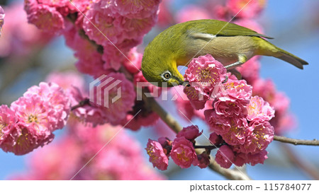 A white-eye eating on a blooming red plum blossom (spring image) (heartwarming image) A white-eye eating on a blooming red plum blossom (spring image) (heartwarming image) 115784077