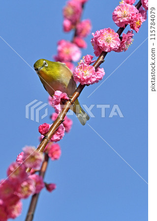A white-eye has come to the red plum blossoms in full bloom (spring image) (dynamic image) 115784079
