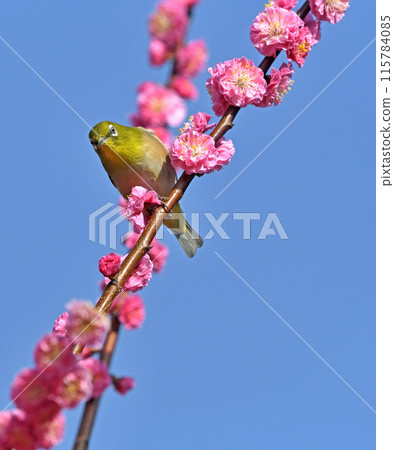 繡眼鳥來到了盛開的紅梅花（春天圖片）（動態圖） 115784085