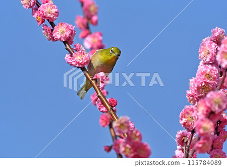 A white-eye has come to the red plum blossoms in full bloom (spring image) (dynamic image) A white-eye has come to the red plum blossoms in full bloom (spring image) (dynamic image) 115784089