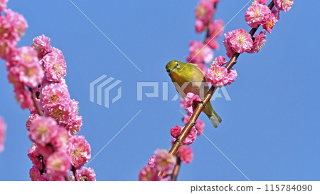 A white-eye has come to the red plum blossoms in full bloom (spring image) (dynamic image) 115784090