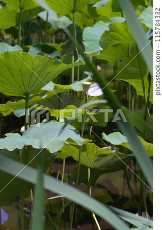 一片大葉子從古老的荷葉間探出頭來。 一片大葉子從古老的荷葉間探出頭來。 115784382