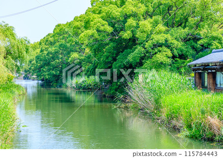 初夏的柳川風景 福岡縣柳川市 115784443