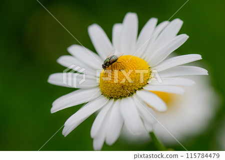 A daisy flower with a fly A daisy flower with a fly 115784479