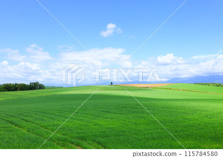 Refreshing scenery in Hokkaido in summer Refreshing scenery in Hokkaido in summer 115784580