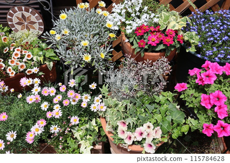 Colorful flowers and pots 115784628