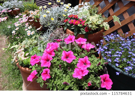 Colorful flowers and pots 115784631