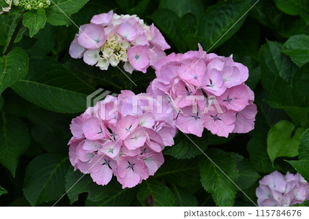 Hydrangea flowers blooming in a neighbor's garden Hydrangea flowers blooming in a neighbor's garden 115784676