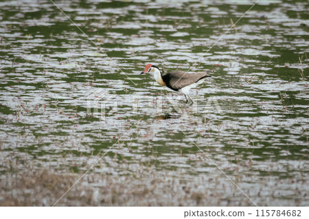 Comb-crested Jacana at Cape York, Queensland, Australia. Comb-crested Jacana at Cape York, Queensland, Australia. 115784682