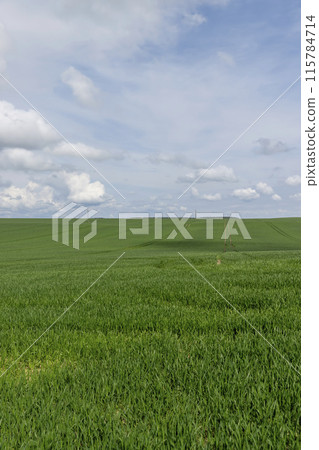 green wheat grass in the spring in the field 115784714