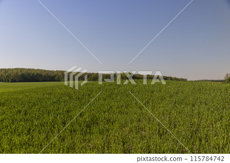 a green wheat field in the spring season a green wheat field in the spring season 115784742