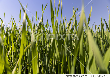 a green wheat field in the spring season a green wheat field in the spring season 115784743